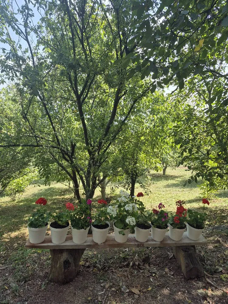 کلبه جنگلی سلانسر