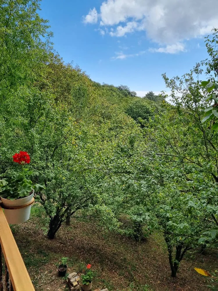 کلبه جنگلی سلانسر