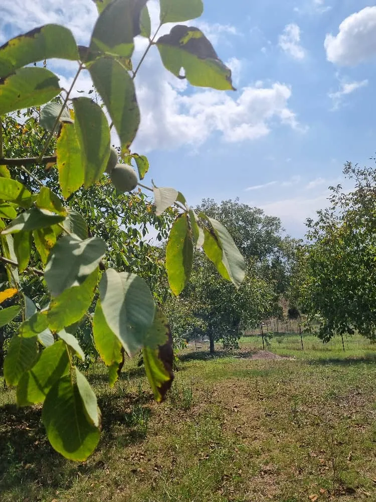 کلبه جنگلی سلانسر