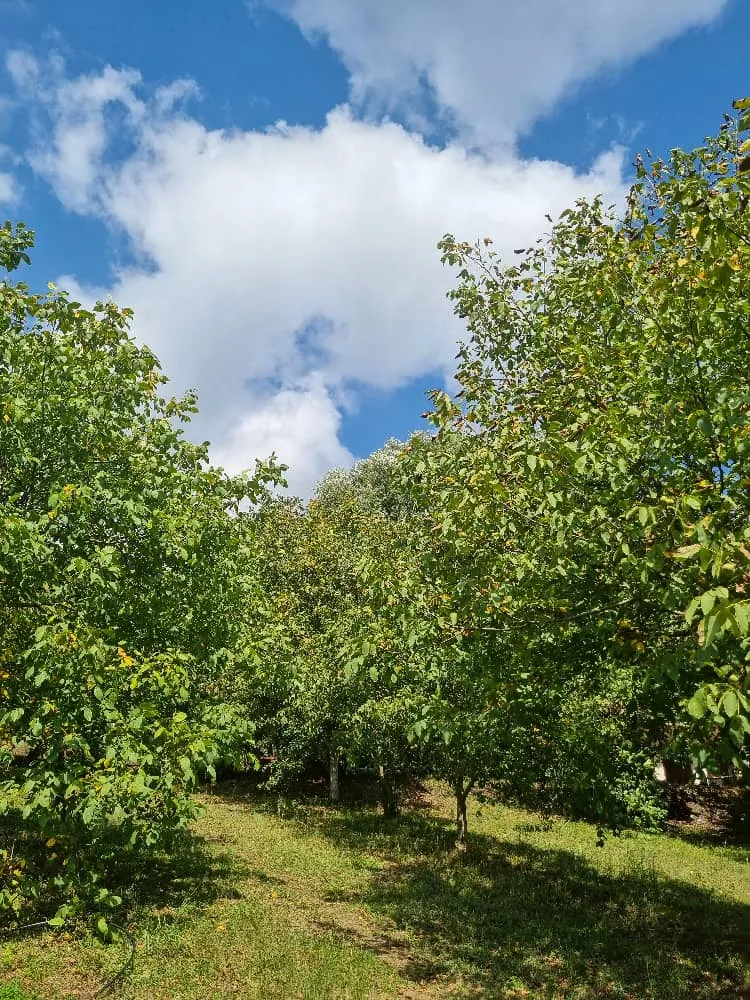 کلبه جنگلی سلانسر