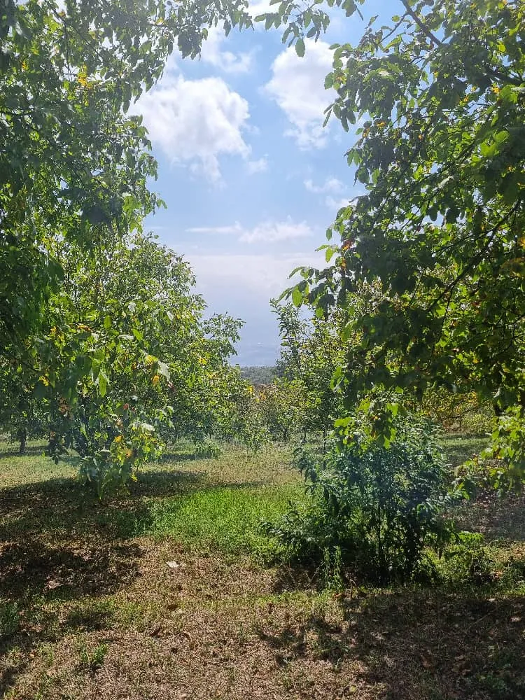 کلبه جنگلی سلانسر