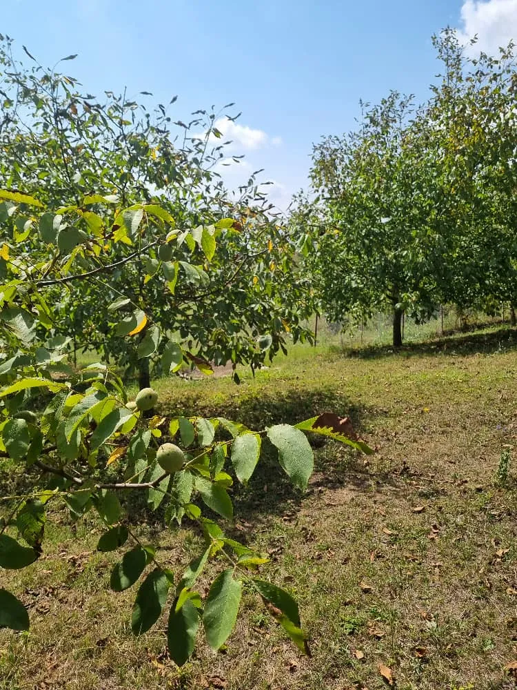 کلبه جنگلی سلانسر