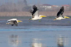 تالاب انزلی در پاییز پرنده