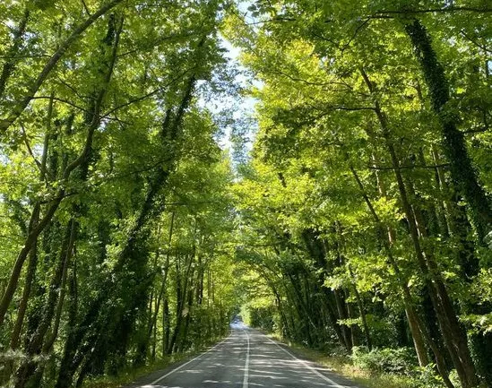 جنگل گیسوم کجاست