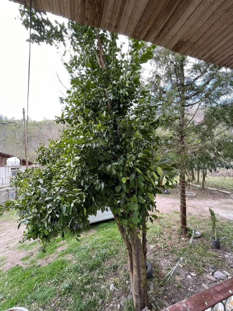 خانه ویلایی روستای دیسکو