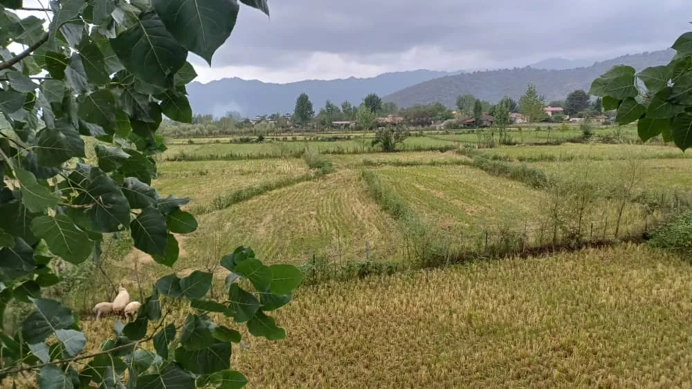 کلبه سویسی در ماسال