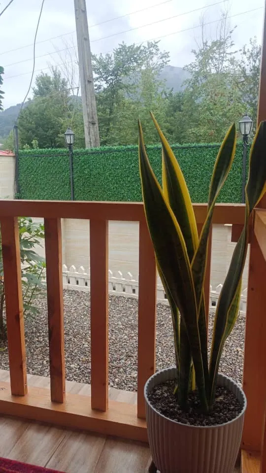 کلبه سویسی موشنگاه