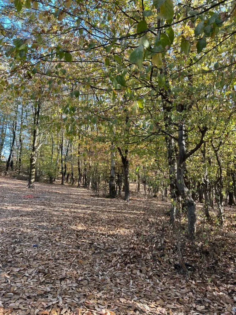 اقامتگاه لاله در سی دشت