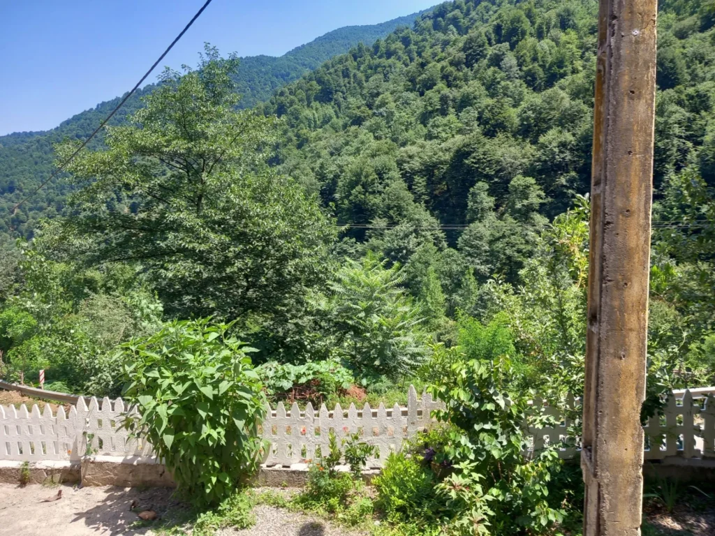 ویلا جنگلی آقای حاجتی